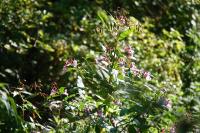 Impatiens glandulifera