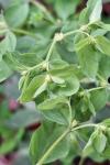 Euphorbia peplus
