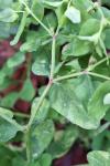 Euphorbia peplus