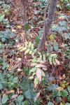 Sorbus aucuparia