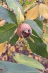 Crataegus germanica