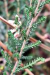 Calluna vulgaris