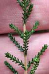 Calluna vulgaris