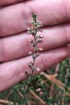 Calluna vulgaris