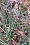 Calluna vulgaris