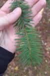 Pseudotsuga menziesii
