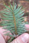 Pseudotsuga menziesii