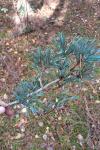 Pinus sylvestris