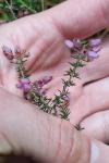 Erica cinerea
