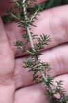 Erica cinerea