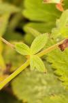 Geranium pyrenaicum