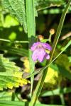 Geranium pyrenaicum