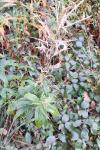 Chamaenerion angustifolium