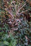 Chamaenerion angustifolium