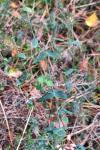 Hypericum pulchrum