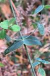 Hypericum pulchrum