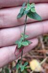 Hypericum pulchrum