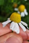 Tripleurospermum inodorum