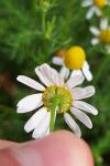 Tripleurospermum inodorum