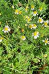 Tripleurospermum inodorum