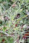 Tripleurospermum inodorum