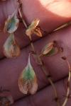 Fallopia baldschuanica