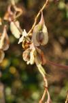 Fallopia baldschuanica