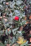 Ruscus aculeatus
