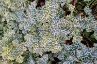 Silybum marianum