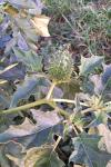 Datura stramonium