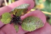 Galeopsis tetrahit