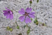 Geranium pyrenaicum
