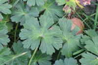 Geranium pyrenaicum