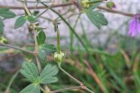 Geranium pyrenaicum