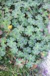 Geranium pyrenaicum