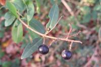 Ligustrum vulgare