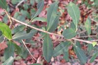 Ligustrum vulgare