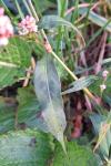 Persicaria maculosa
