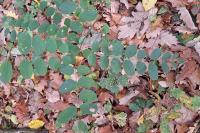 Robinia pseudoacacia