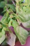 Euphorbia peplus
