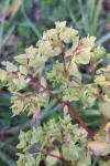 Euphorbia peplus