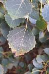 Populus tremula