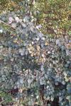 Populus tremula