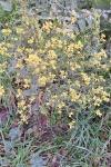 Sinapis arvensis