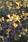 Sinapis arvensis