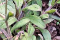 Myosotis arvensis