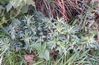 Artemisia vulgaris