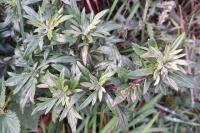 Artemisia vulgaris