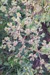 Euphorbia helioscopia