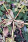 Euphorbia helioscopia